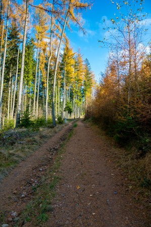 A captivating autumn forest scene with trees showcasing vibrant fall colors, and sunlight streaming through the branches, creating a magical, serene atmosphereの写真素材