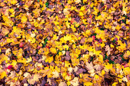 A detailed view of fallen autumn leaves on the ground, displaying a vibrant mix of red, orange, yellow, and brown hues, capturing the essence of the fall seasonの写真素材