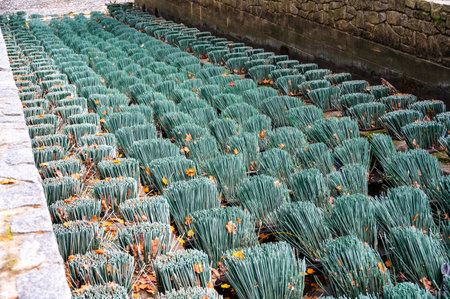 Fish migration brushes on the weir, designed to help fish swim upstream. The brushes are exposed without water, showcasing their unique design and function in aiding migrationの写真素材