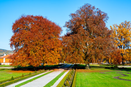 Massive oak trees in a park, their leaves glowing in vibrant orange hues during autumn. Surrounded by a lush green lawn, the scene captures the beauty of fall on a sunny dayの写真素材