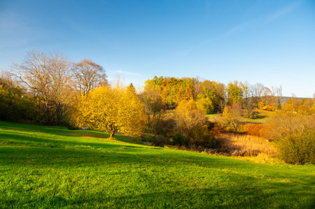 A tree with golden leaves standing out in an autumn landscape. The warm hues of fall create a stunning contrast with the surrounding nature, capturing the essence of the seasonの写真素材
