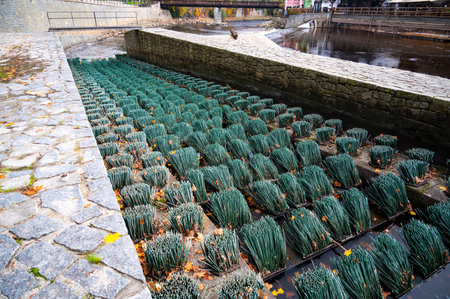 Fish migration brushes on the weir, designed to help fish swim upstream. The brushes are exposed without water, showcasing their unique design and function in aiding migrationの写真素材