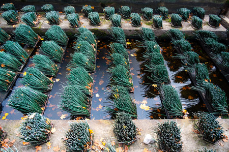 Fish migration brushes on the weir, designed to help fish swim upstream. The brushes are exposed without water, showcasing their unique design and function in aiding migrationの写真素材