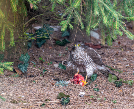 Eurasian sparrowhawk (Accipiter nisus) perched under a conifer, holding prey in its talons. Only red flesh remains, showcasing the bird's hunting prowess in a natural settingの写真素材