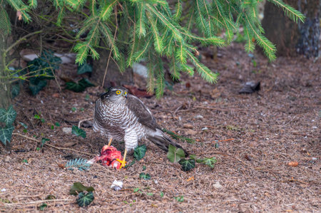 Eurasian sparrowhawk (Accipiter nisus) perched under a conifer, holding prey in its talons. Only red flesh remains, showcasing the bird's hunting prowess in a natural settingの写真素材