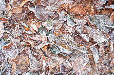 Close-up of frozen leaves covered in ice crystals. The leaves display shades of green, brown, and red, creating an abstract natural pattern that highlights the beauty of winter frostの写真素材