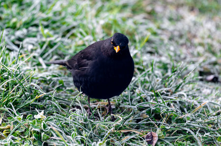 A common blackbird (Turdus merula) forages on a frozen lawn, searching for seeds to eat. It looks directly into the camera, capturing a moment of curiosity and winter survivalの写真素材
