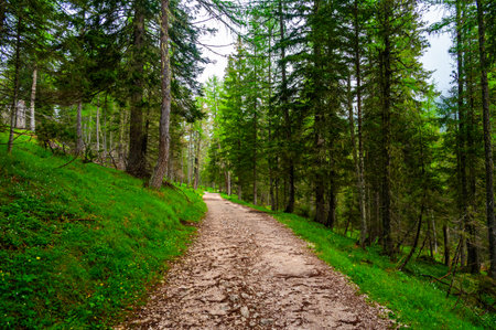 Forest trail in the Dolomites (Dolomiti, Dolomiten), Italy, leading to Lago Sorapis. Lush green plants and tall trees create a serene and refreshing natural atmosphereの写真素材
