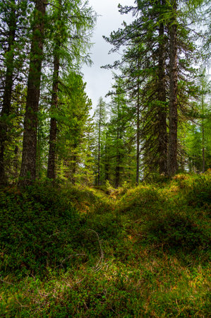 Deep forest in the Italian Dolomites (Dolomiti, Dolomiten). A peaceful trail winds through tall trees, lush grass, and wild blueberries, with distant mountain peaks on the horizonの写真素材