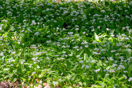 A small forest clearing filled with blooming wild garlic, known as ramsons, surrounded by tall...