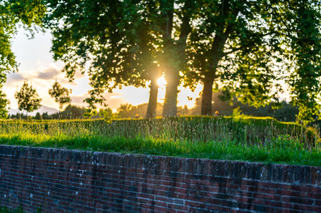 Wild grass and flowering plantain (Plantago lanceolata) glowing in the warm light of a summer sunset, with trees in the background and a peaceful countryside atmosphere.の写真素材