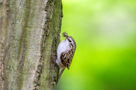 Short-toed treecreeper (Certhia brachydactyla) with captured insects in its beak, climbing tree bark as it brings food to its nest to feed its hungry chicksの写真素材