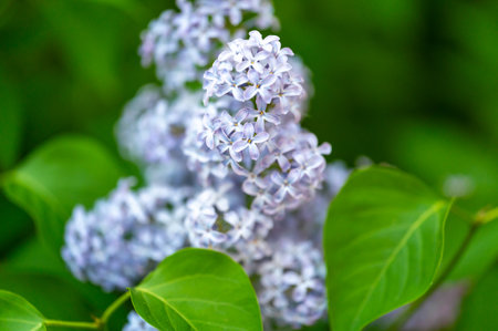 Close-up of a purple lilac (Syringa vulgaris) flower in full bloom, softly illuminated by the warm light of the setting sun, creating a peaceful and romantic spring atmosphereの写真素材