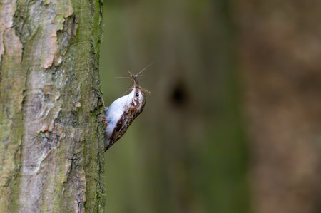 Short-toed treecreeper (Certhia brachydactyla) with captured insects in its beak, climbing tree bark as it brings food to its nest to feed its hungry chicksの写真素材