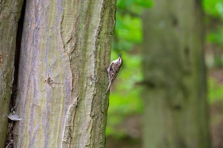Short-toed treecreeper (Certhia brachydactyla) with captured insects in its beak, climbing tree bark as it brings food to its nest to feed its hungry chicksの写真素材