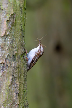 Short-toed treecreeper (Certhia brachydactyla) with captured insects in its beak, climbing tree bark as it brings food to its nest to feed its hungry chicksの写真素材