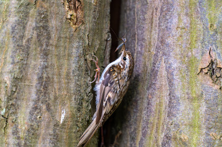 Short-toed treecreeper (Certhia brachydactyla) with captured insects in its beak, climbing tree bark as it brings food to its nest to feed its hungry chicksの写真素材