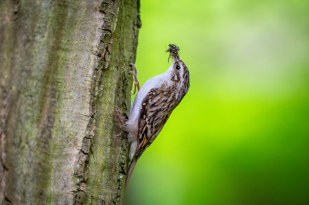 Short-toed treecreeper (Certhia brachydactyla) with captured insects in its beak, climbing tree bark as it brings food to its nest to feed its hungry chicksの写真素材