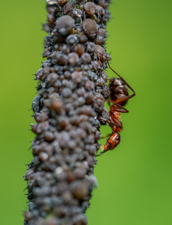Macro close up of red wood ants (formica rufa) tending to black bean aphids (aphis sambuci) and collecting honeydew on an elderberry twig.の写真素材