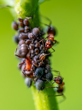 Macro close up of red wood ants (formica rufa) tending to black bean aphids (aphis sambuci) and...