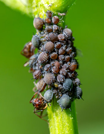 Macro close up of red wood ants (formica rufa) tending to black bean aphids (aphis sambuci) and collecting honeydew on an elderberry twig.の写真素材