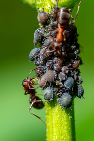 Macro close up of red wood ants (formica rufa) tending to black bean aphids (aphis sambuci) and collecting honeydew on an elderberry twig.の写真素材