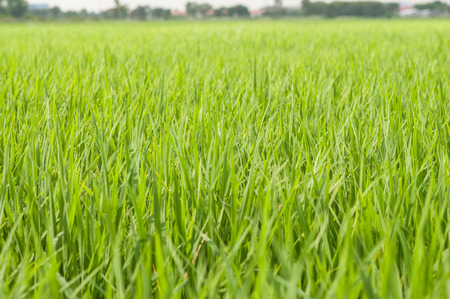 Close up of green rice field with landscape background at sunrise, Selective focus on foreground.の写真素材