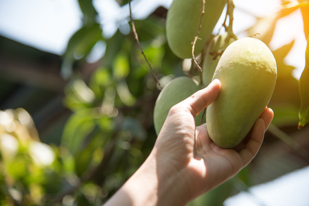 Closeup woman hand holding a mango.の写真素材