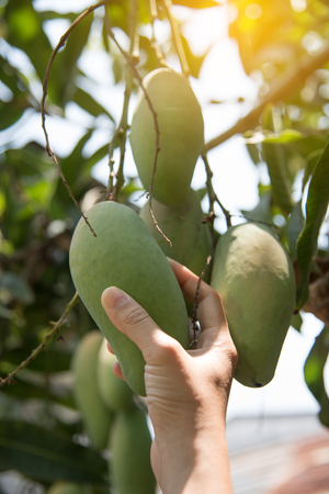 Closeup woman hand holding a mango.の写真素材