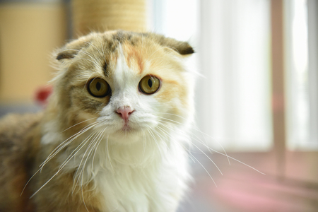Scottish Fold cat looking to camera.の写真素材