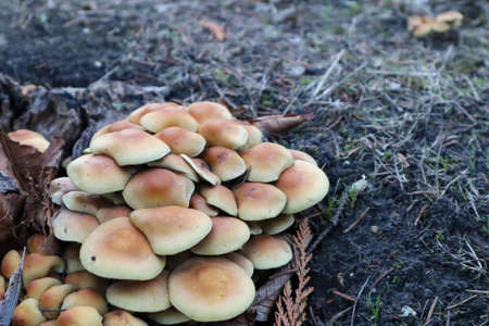 mushrooms on forest floor