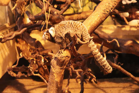 a monkey, callithrix jacchus, jumping from a treeの写真素材