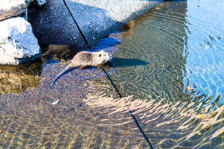 one beaver sits by the waterの写真素材