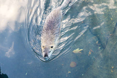 an beaver swimming in the water photographed from aboveの写真素材