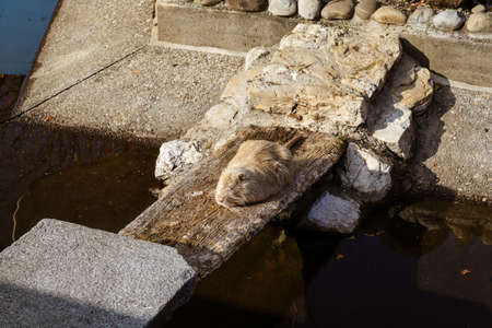 an beaver lying on a board in the sunshineの写真素材