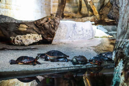 turtles on a waterfront shore