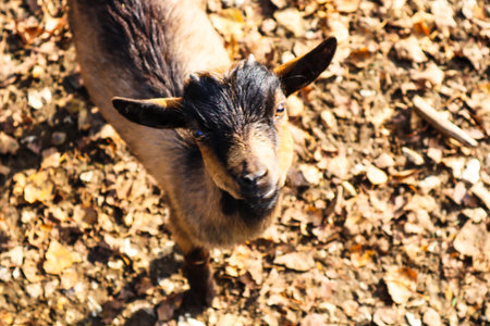 a goat looking up from the fieldの写真素材
