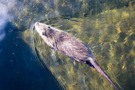 an beaver swimming in the water, photographed from above