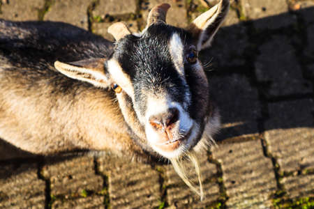 goat looking up from a stone wayの写真素材