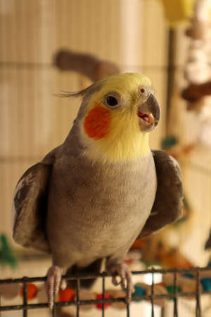 A male Cockatiel sitting on the Cage Entryの写真素材