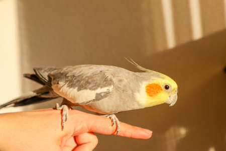 A grey male tame Cockatiel sitting on a Fingerの写真素材