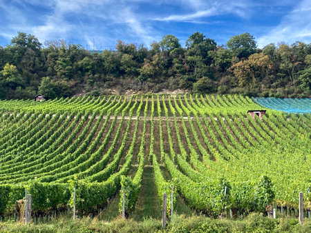 Vineyard in the canton of Vaud in Switzerlandの写真素材