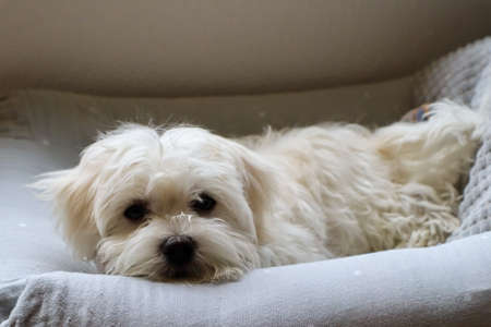 A 4 month old Maltese dog lying in its Bed
