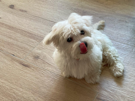A 4 Month old maltese puppy dog sits on the floor and licking with the tongue on the nose