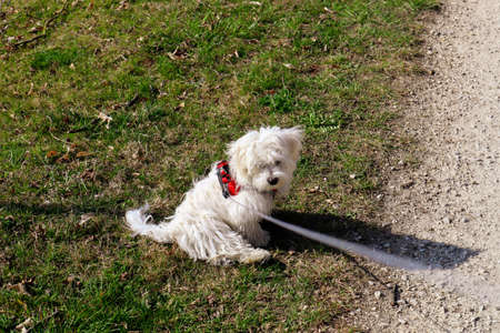 A maltese dog puppy walking an a path on a ropeの写真素材