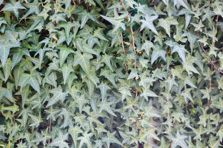 Green Ivy Leaves on a wall