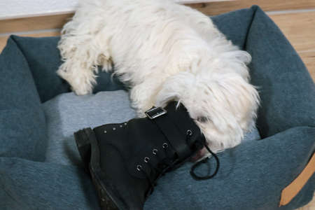 A maltese dog puppy catched by stealing a shoeの写真素材