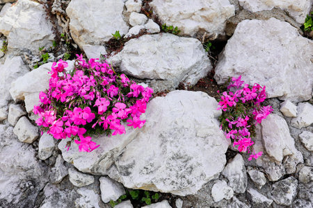 Pink Flowers growing in a Stone Wallの写真素材