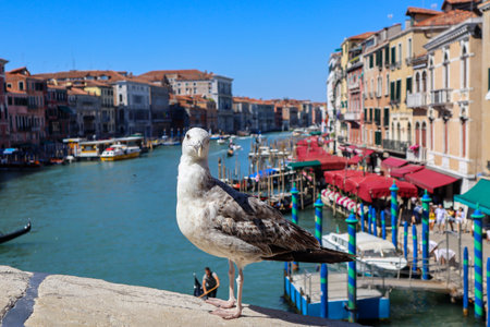A Dove on the Rialto Bridge in Venice, Italyの写真素材