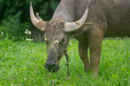 Close-up of a water buffalo eating grass.
